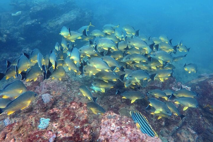 Scuba Diving in Negombo - Photo 1 of 6